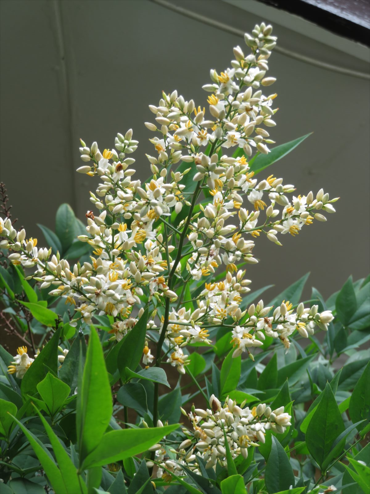 南天の花満開 6月12日 ニンニク父さんのブログ 楽天ブログ