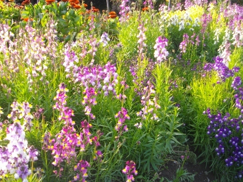 高塚山お花畑 (10) (500x375).jpg