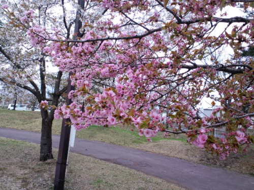 米沢の桜