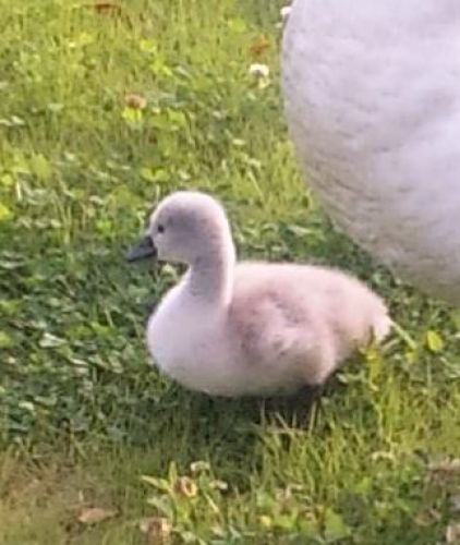 白鳥のひな