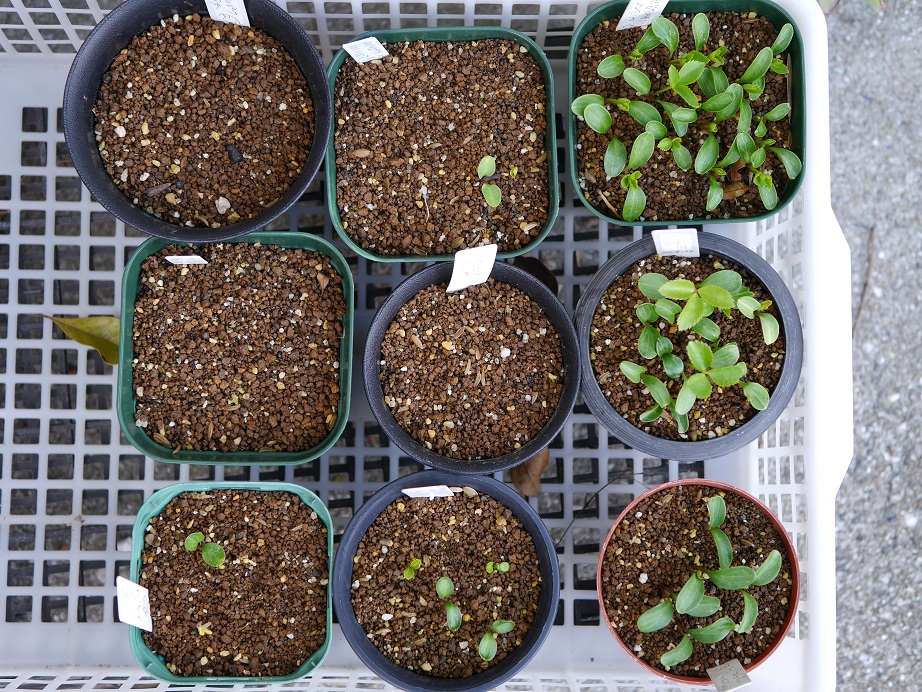 今年の発芽 植物男子ツボニワー 楽天ブログ