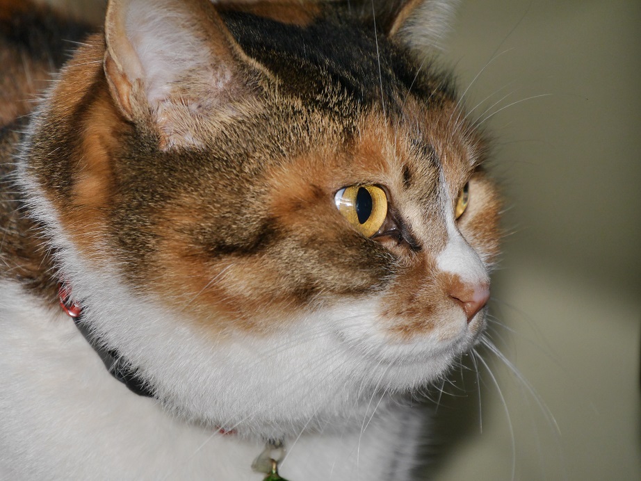 猫に睨まれる 植物男子ツボニワー 楽天ブログ