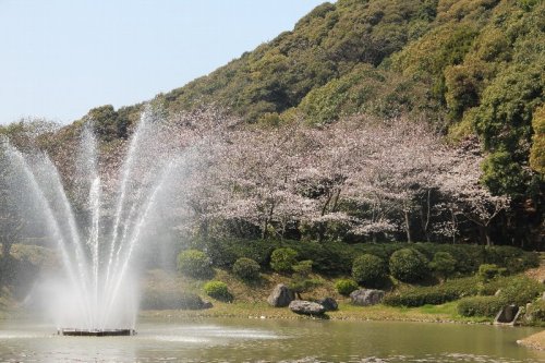 ２０１2年３月29日日本庭園の桜 019.jpg