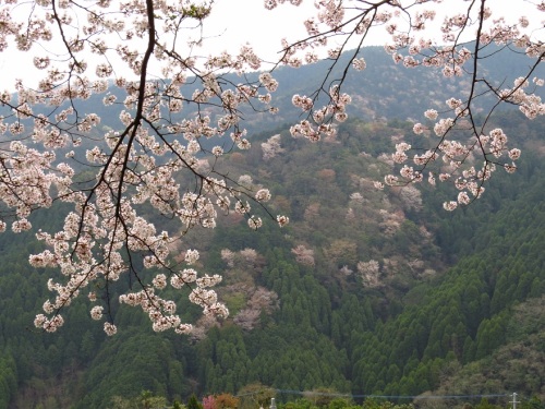 桜＆山2733.jpg