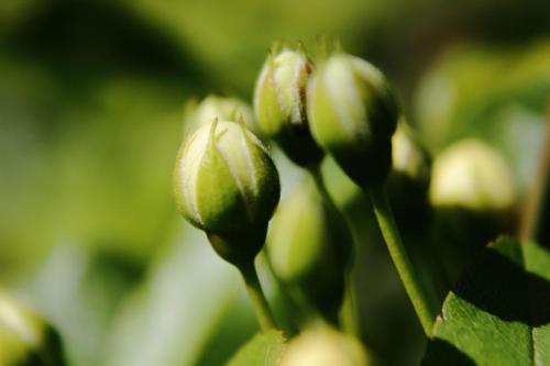 20160416 モッコウバラ3.jpg