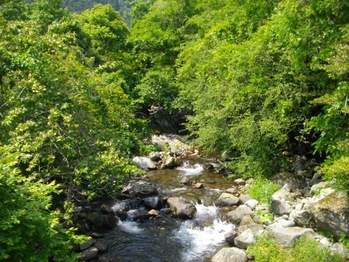 幕山公園新崎川 (1) (500x375).jpg