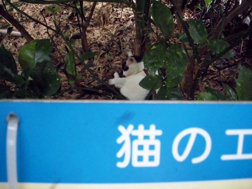 等々力渓谷の捨て猫