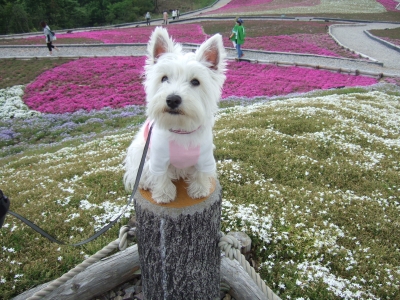 20100611茶臼山.jpg
