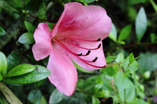 20160618 サツキ2.jpg