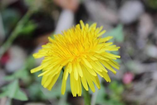 20160403 タンポポ3.jpg