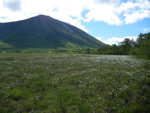 20140614ワタスゲ２.jpg