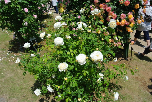 DSC_4209.JPG