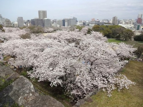 4.2016年 桜 福岡城 (13).JPG