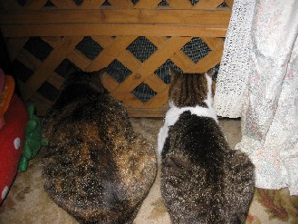 クロ・ゴン・みかん　2012.07.09 006.jpgブログ.jpg
