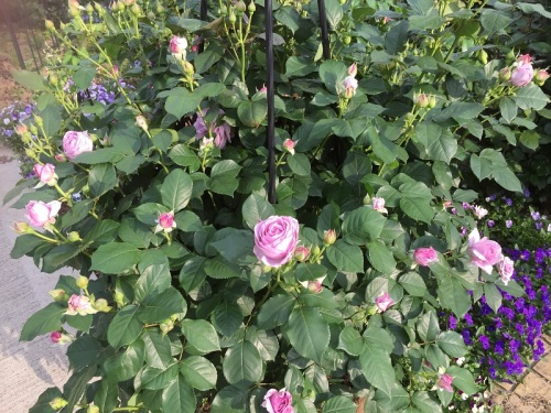 2016-05-02 16.53.38 - コピー.jpg