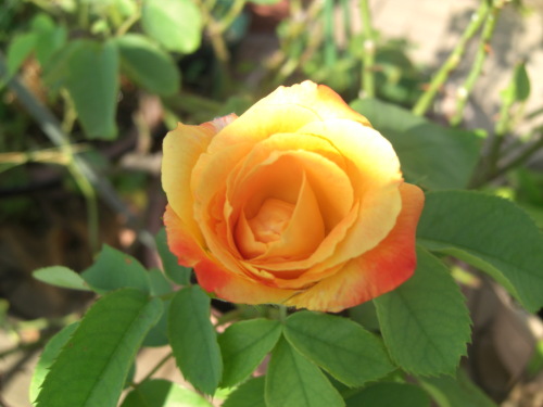 C:\fakepath\2013.8.18 020.JPG