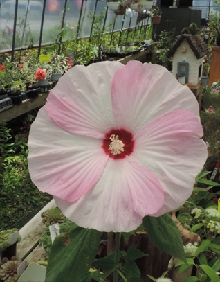 ガーデンハイビスカス ロコガール 田舎の花屋日記 楽天ブログ