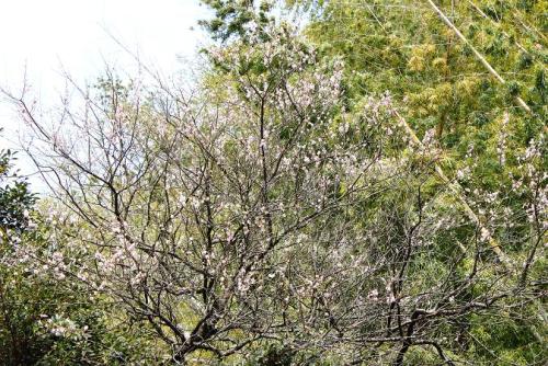 20160228 梅　ピンク八重 3.jpg