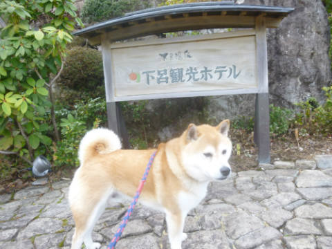 下呂観光ホテル 柴犬ゴンのお散歩日記 楽天ブログ