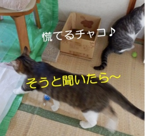 20130726_2.jpg