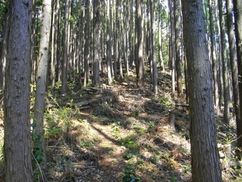 青梅丘陵枡形山 (3) (500x375).jpg