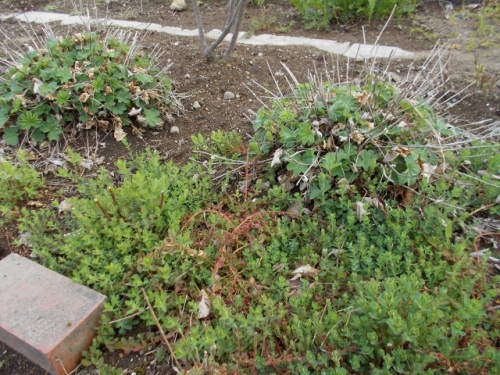 DSCN0331 (640x480).jpg