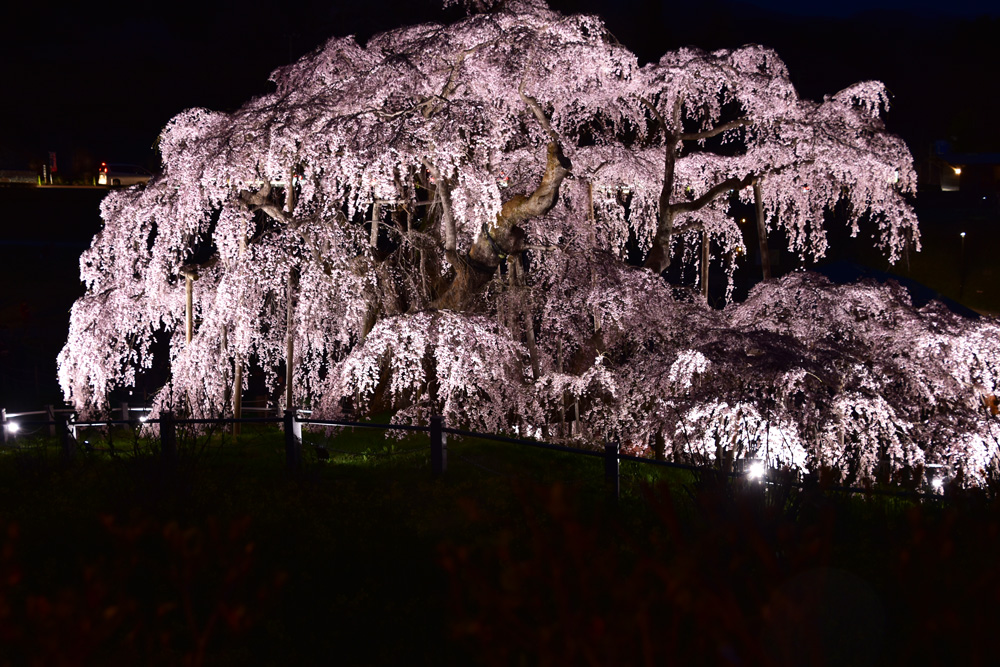 三春の滝桜ライトアップと朝の滝桜 ニーハオのあれこれ 楽天ブログ