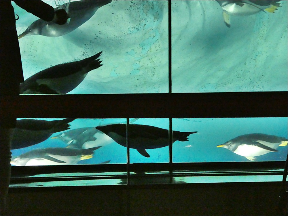 名古屋港水族館 ウミガメの赤ちゃんと ペンギン カプリス ラポール 楽天ブログ