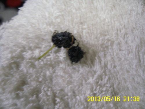 DSCI0040.JPG