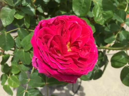 2016-05-05 12.24.52.jpg