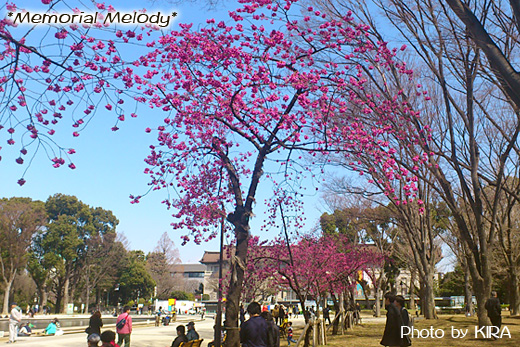 上野公園,カンヒザクラ,寒緋桜,sakura_ueno02.jpg