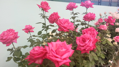 20130512_091659.jpg