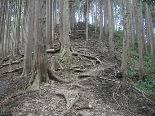 奥高尾縦走路臼杵山 (4).JPG