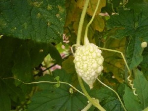 DSCN2566 (300x225).jpg