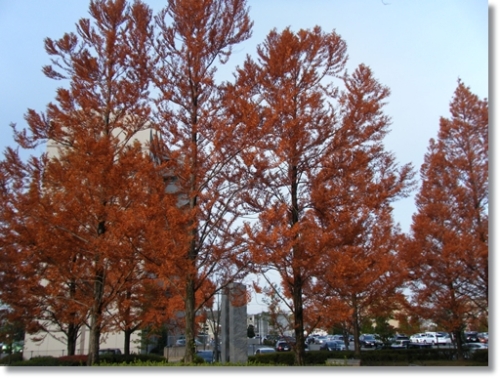DSCF0635.JPG