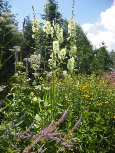 IMGP0062 (480x640).jpg