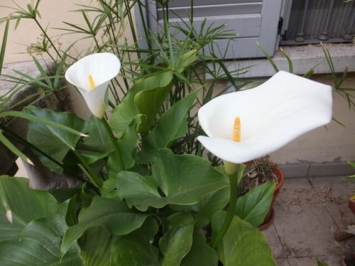 21 mercoledi 2 calle.jpg