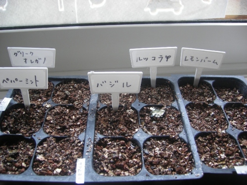 IMGP0053 (800x600).jpg