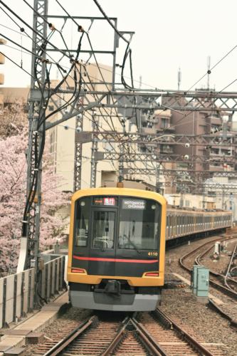 Tokyu 5050-4000 Series 4110F Shibuya Hikarie set and cherry blossoms