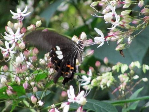 ﾓﾝｷｱｹﾞﾊ♀1208241145.JPG