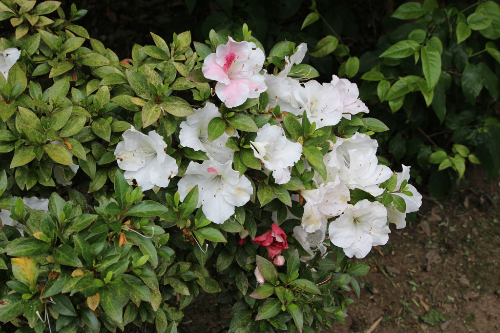 Kamakura2017061104.JPG