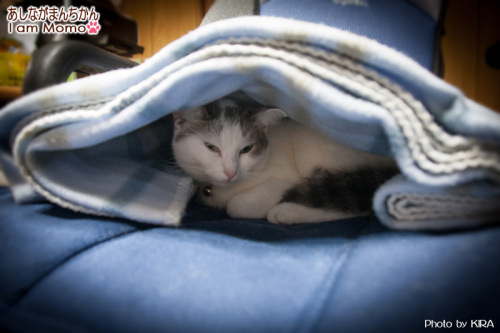 寝床,猫,cat,猫ベッド,munchkin_momo150118.jpg