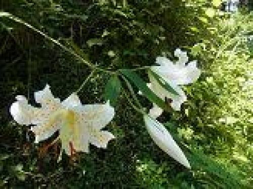 20130723-10　仙洞寺山林道を歩く (20)ヤマユリ.JPG