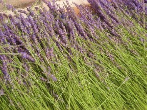 DSCN2345 (300x225).jpg