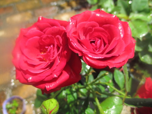 IMG_0842[1]