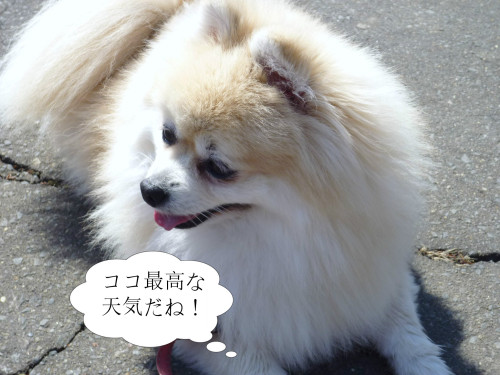 ココ最高.jpg