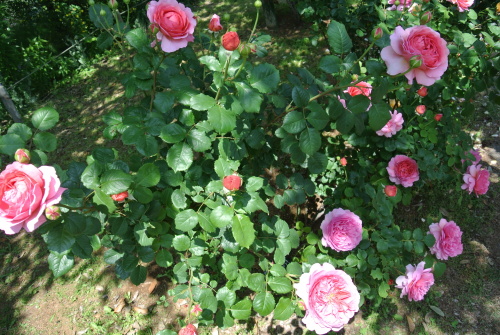 DSC_4225.JPG