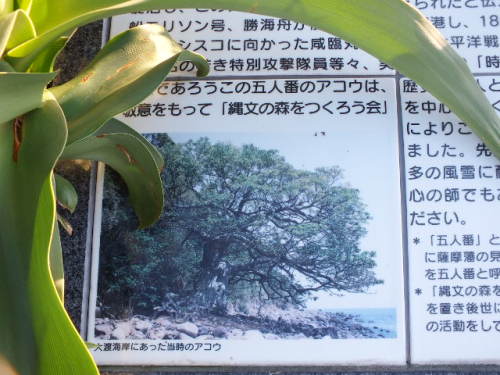DSCF2738.JPG