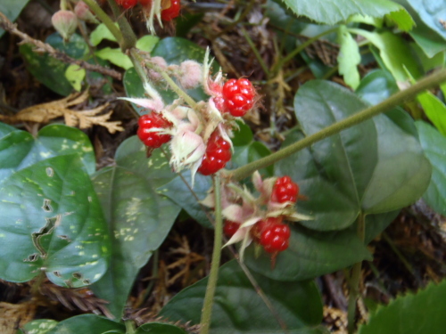 P1050049.JPG