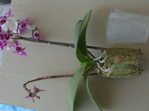処分品のミニ胡蝶蘭のミズゴケを取り除きました 植込み材料無しの洋蘭栽培 楽天ブログ